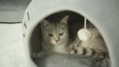 Cat Cave House - Soft Cushion Bed